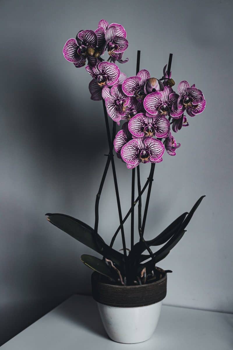 Conseils pratiques pour maintenir votre orchidée en fleur
