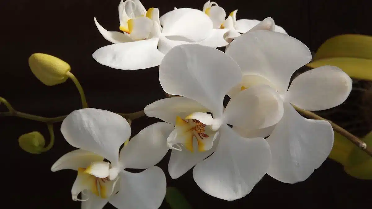 orchidée  entretien